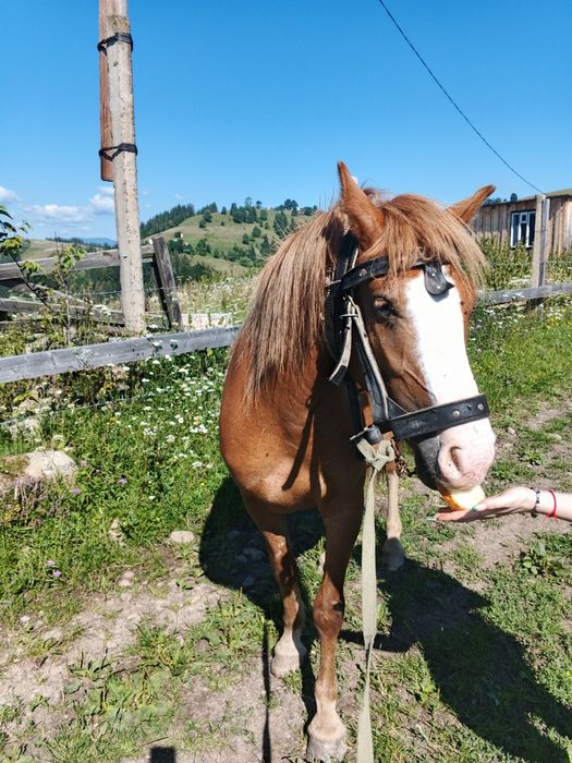 Продаю кобилу 2,5 років