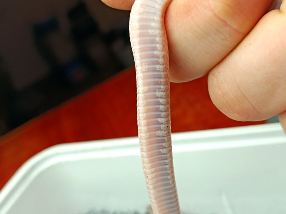 Wąż zbożowy / Granit low/medium white Pied Sided Tessera Motley?