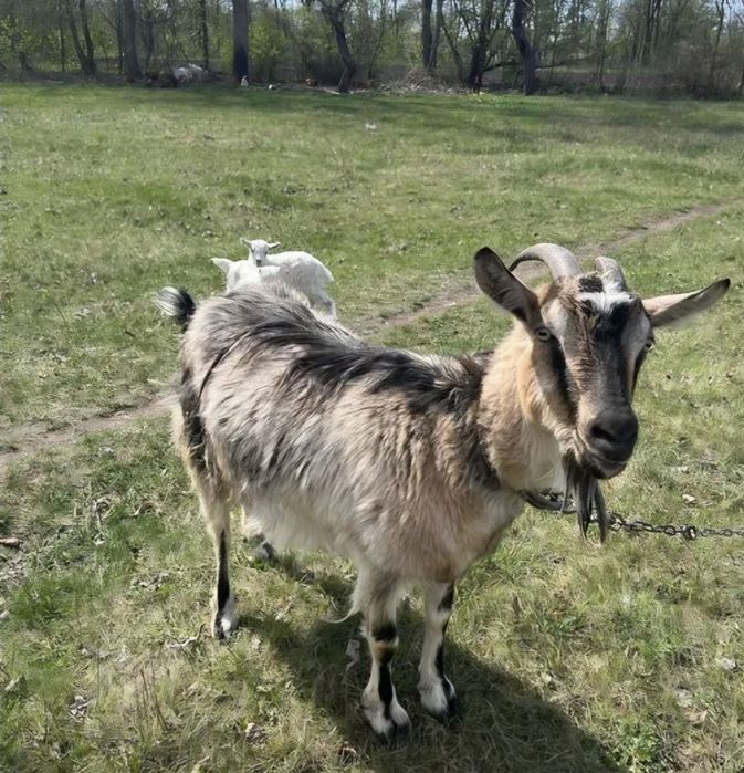 Продам молочні  козу з козенятами 
козенятами (після окоту, гар