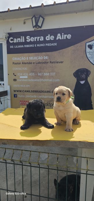 labrador retriever de alta qualidade
