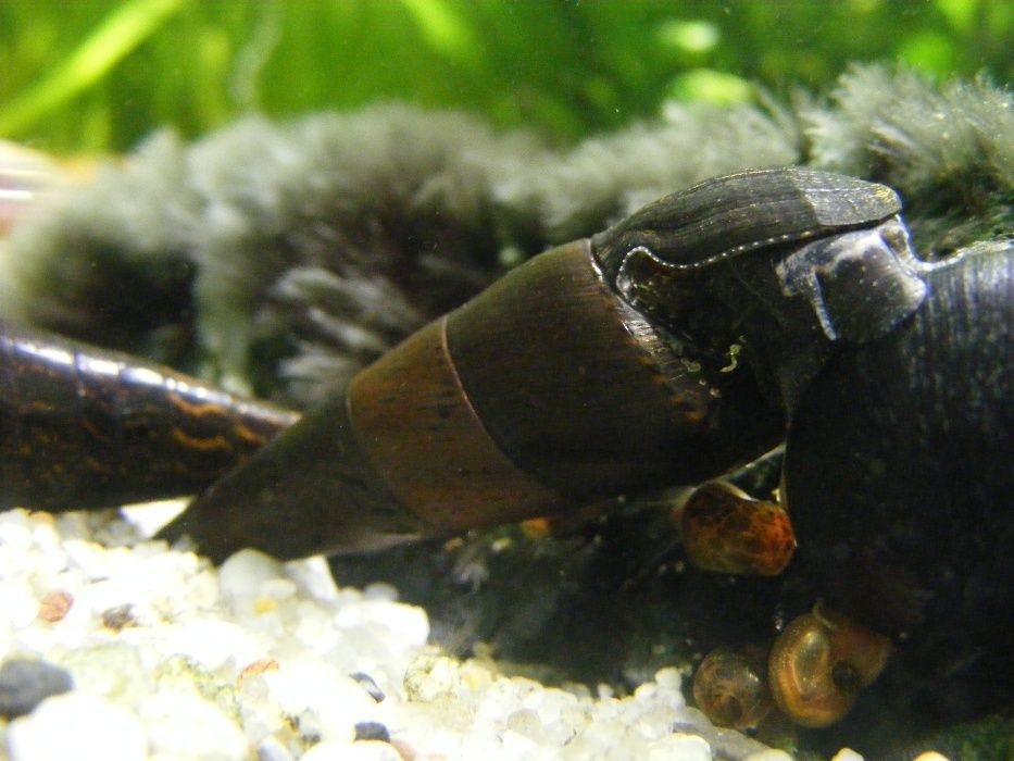GB Ślimak Tylomelania Black Devil