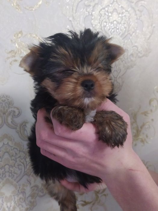 Шикарный мальчик йорк!