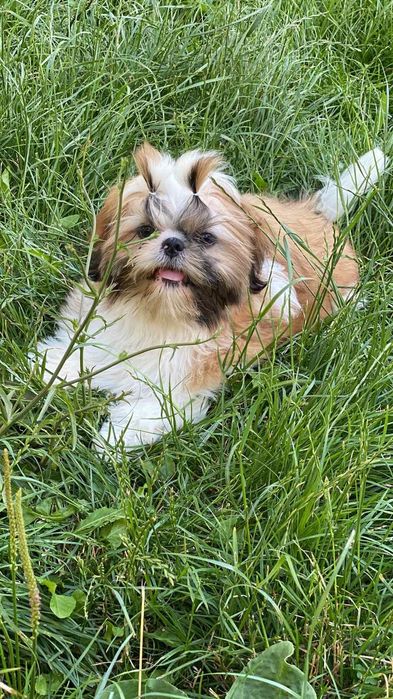 Милі , лялечки , цуцики Ши- Тцу  КСУ FCI