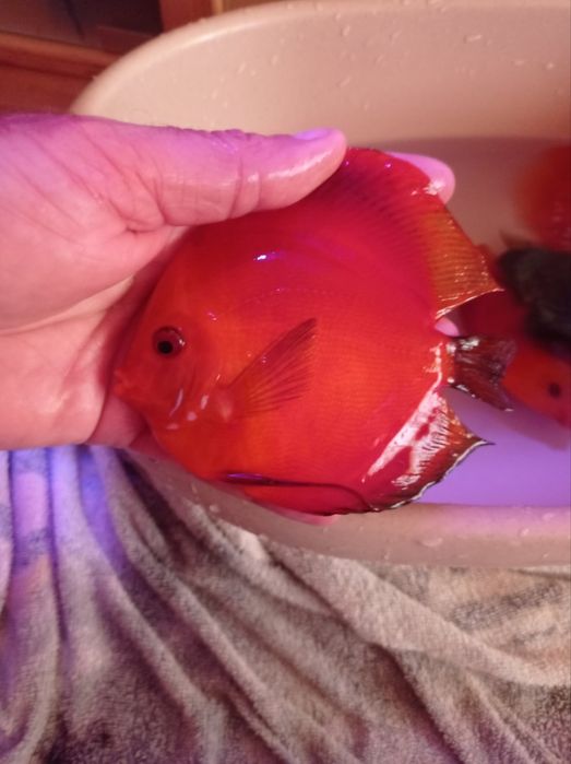 Дискусы пиджены и красные