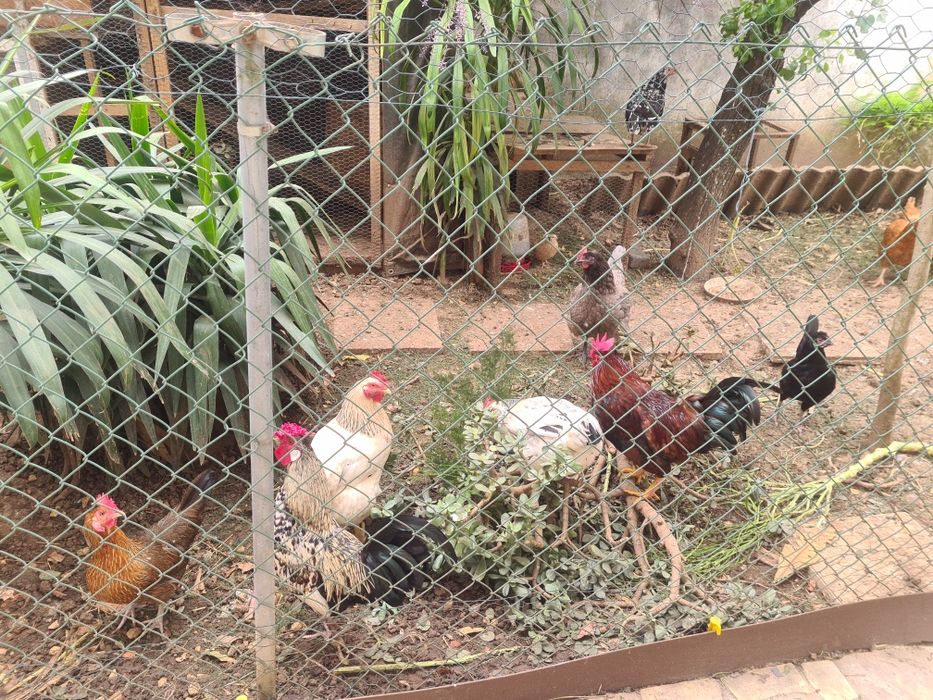 Vendo Ovos caseiros