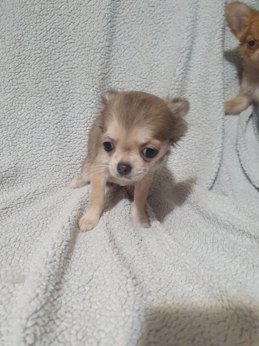 Длинношерстная девочка чихуахуа