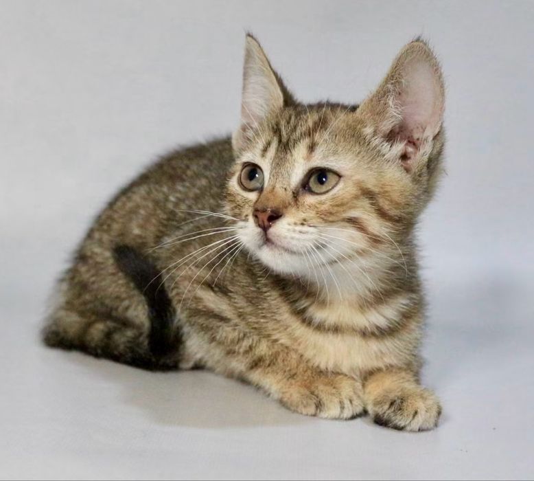 Котята 2мес тигровый котенок табби кішечка кошеня лесной кот полосатый пушистый