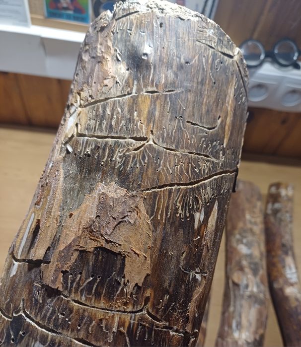 Żerowiska - Cetyniec mniejszy