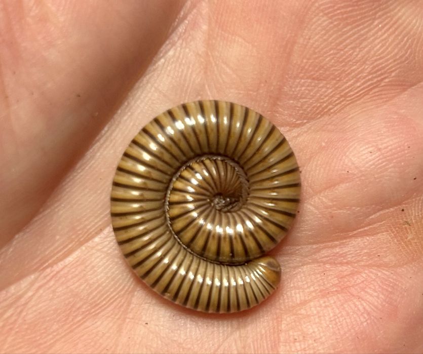 Krocionóg gwinejski 20 cm samica