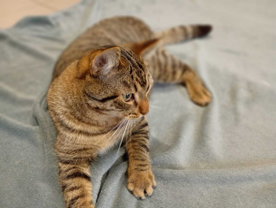 Myrciu- młody kocurek do adopcji