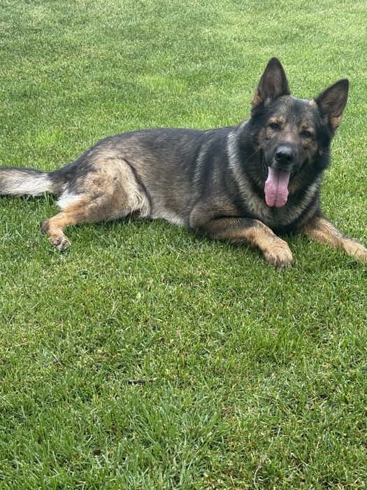 Вязка. Кобель немецкой овчарки зонарний