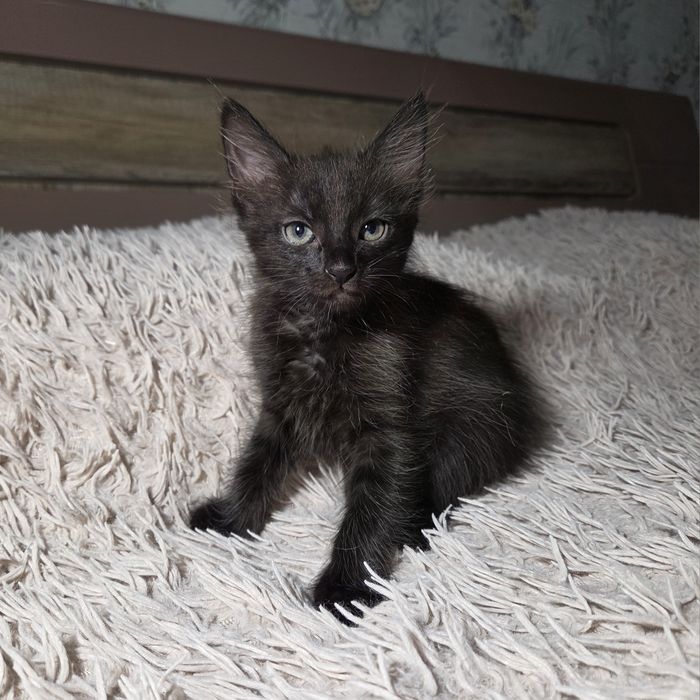 Кошенята шукають родину