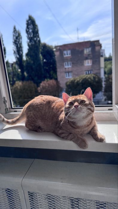 Кіт, котик, хлопчик безкоштовно в люблячу родину