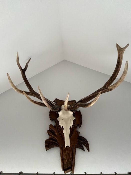 Poroże jelenia na ozdobnej desce