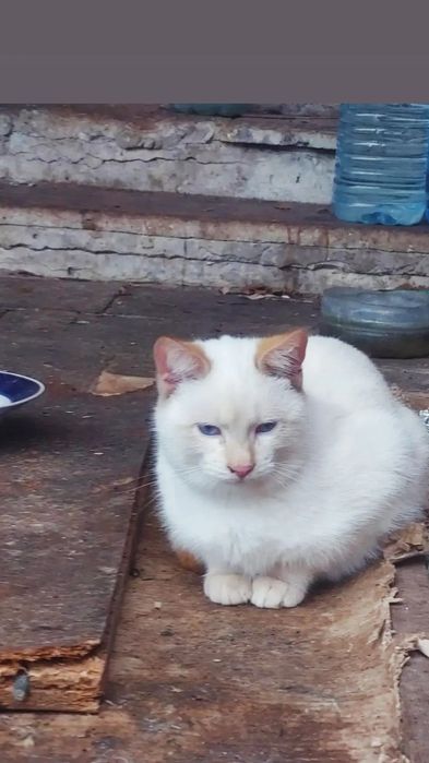 Отдам тайского голубоглазого котенка, окраса ред поинт, мальчик, 5 мес