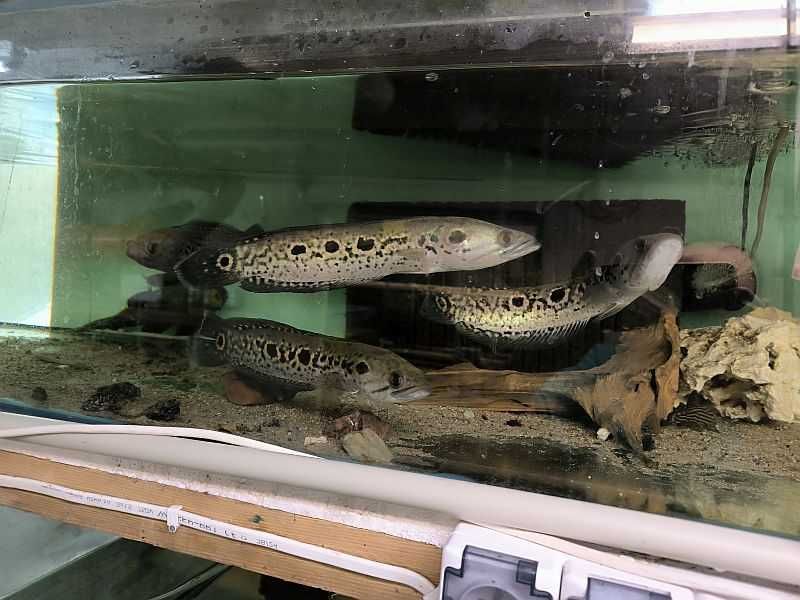 Channa pleuropthalma