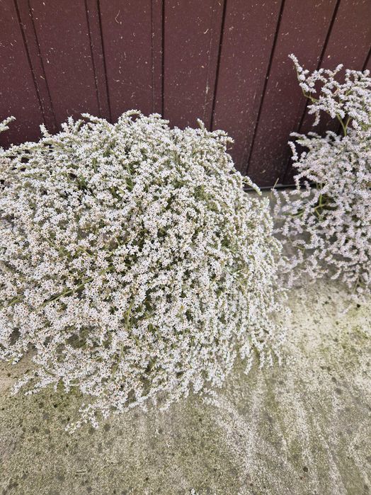 Zatrwian tatarski 2025, kaszka, statycja!