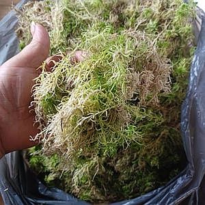 Мох сфагнум цьогорічний