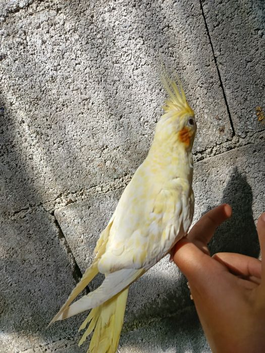 Caturra domesticada