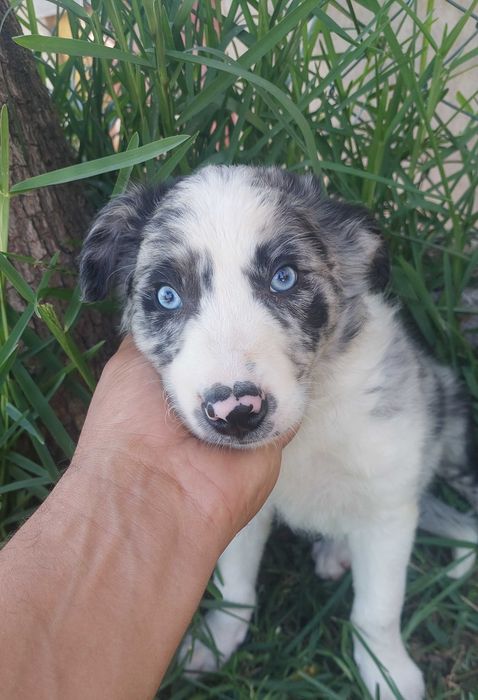 Collie blue merle