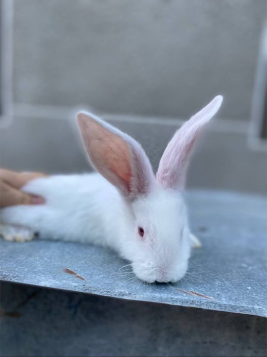 Продаються кролики