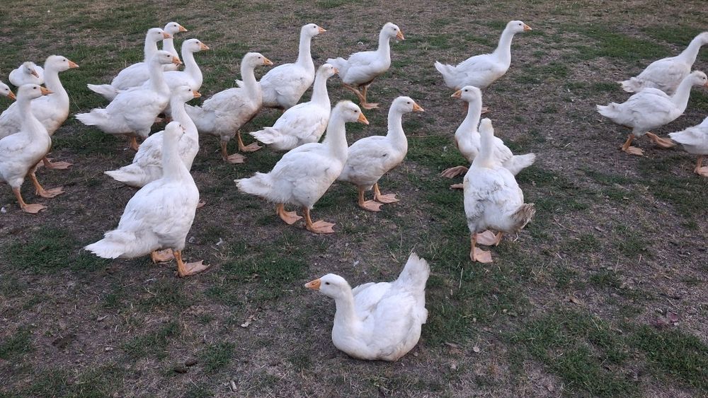 Gęś kołudzka i kaczka pekin