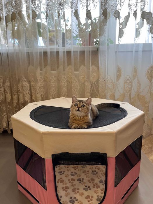 Шотландські кошенята золота шиншила чистокровна дівчинка