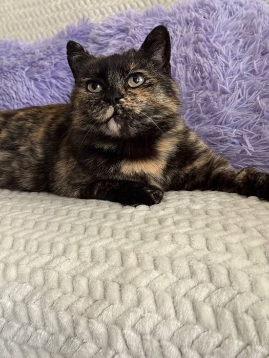 Шукаю родину кицюні