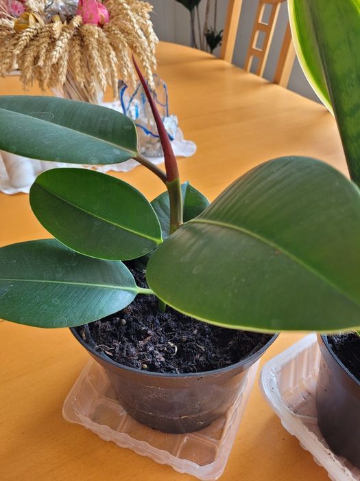 Szczawik roślina ogrodowa i domowa