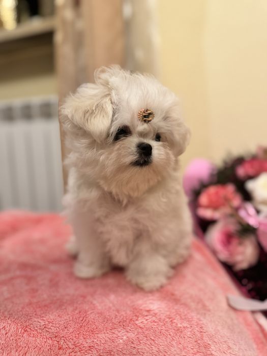 Maltańczyk malutka suczka ZKwP FCI