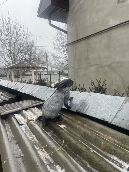 Полтавське срібло. Кріль.