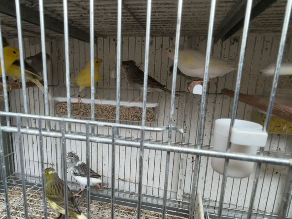 Canario timbrado español Foe, linha de concurso