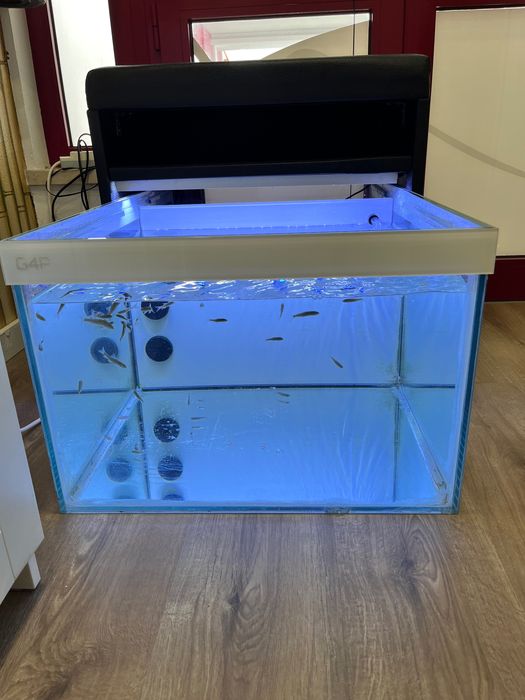 Aquário com banco e peixes medicinais