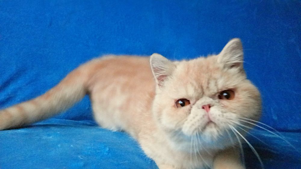 Подрощенный кремовый