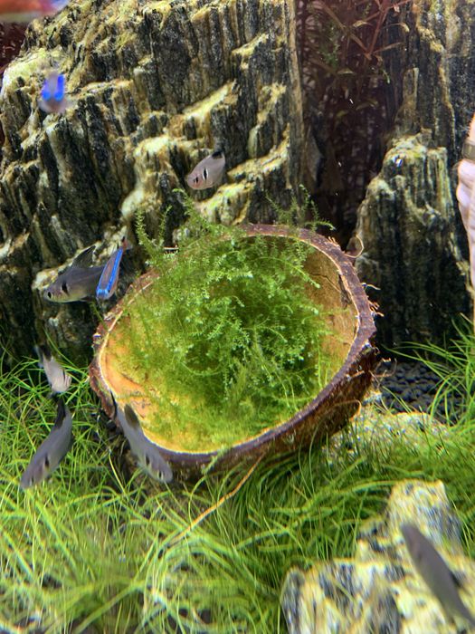 Mech jawajski jawa moss duża porcja
