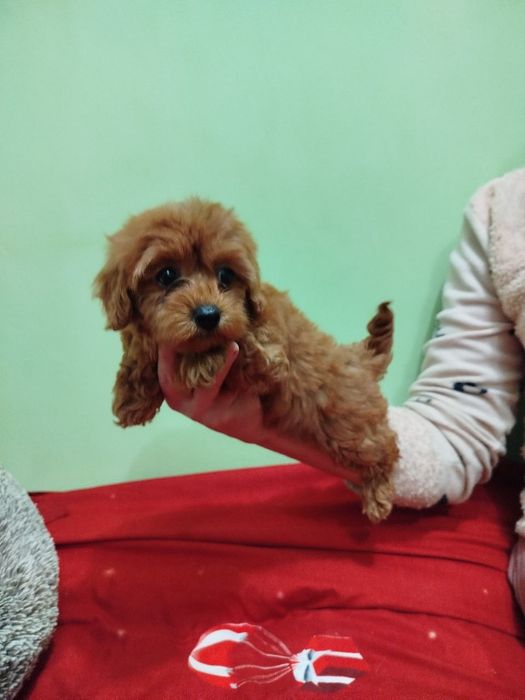 Мальтипу F2 Ред Браун Дівчинка