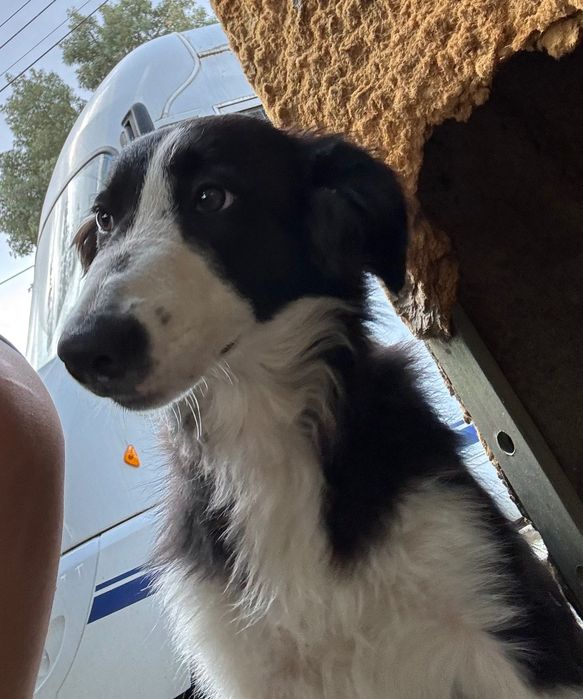Border collie fêmea