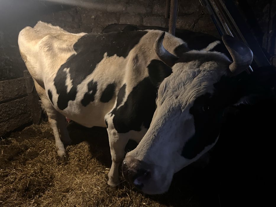 Продається 2 тільні корови та Теличка