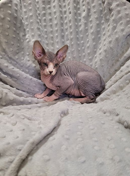 Macho sphynx bebé