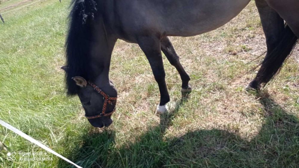 Sprzedam  klacz konika polskiego