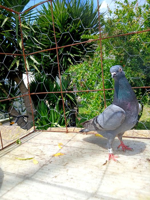 Pombos cambalhotas português