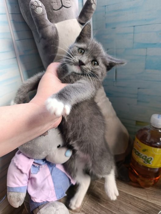 Котик британець  короткошерстний