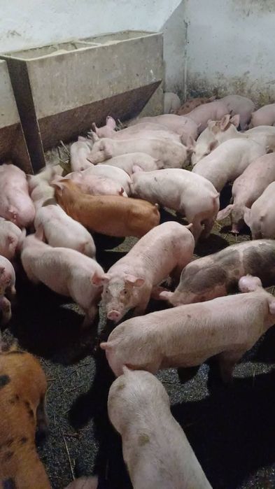Продам поросята м'ясних  порід