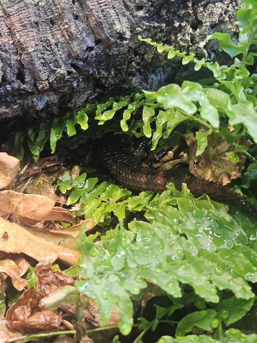 Jaszczurka wodna - Tropidophorus baconi, prawdopodobne trio