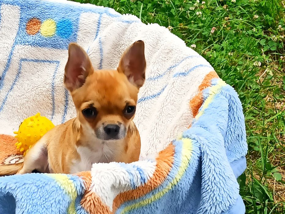 Chihuahua szczenięta sunia