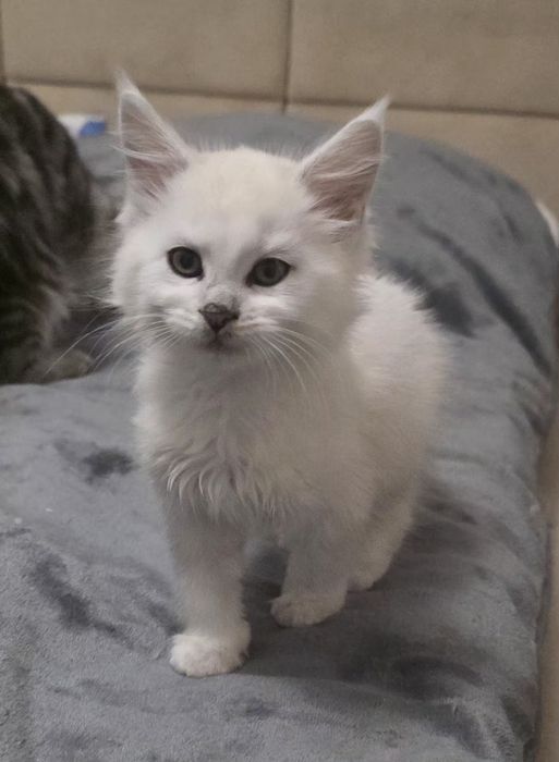 Koteczka mainecoon