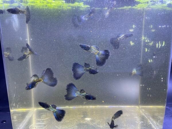 Guppys Blue Metal Snakeskin - Trio(MFF)