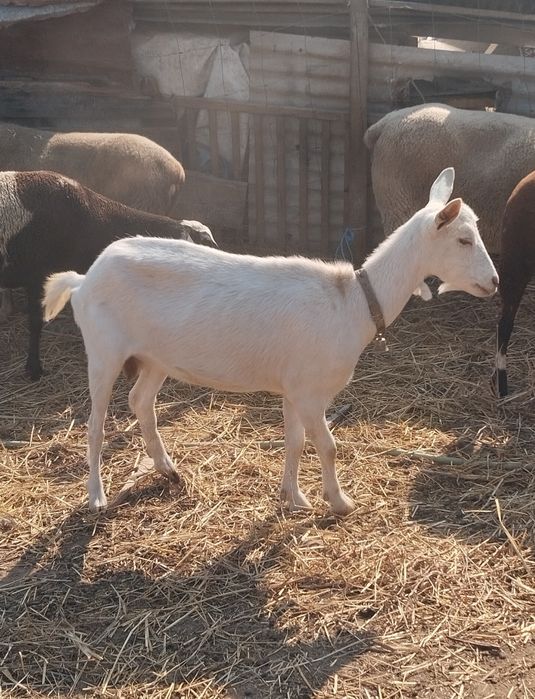 Tenho para venda cabras e ovelhas