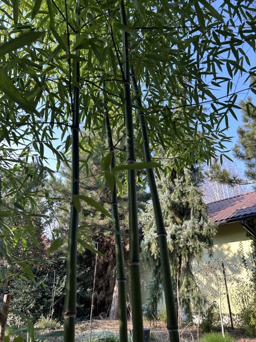 Bambus drzewiasty Phyllostachys Nuda
