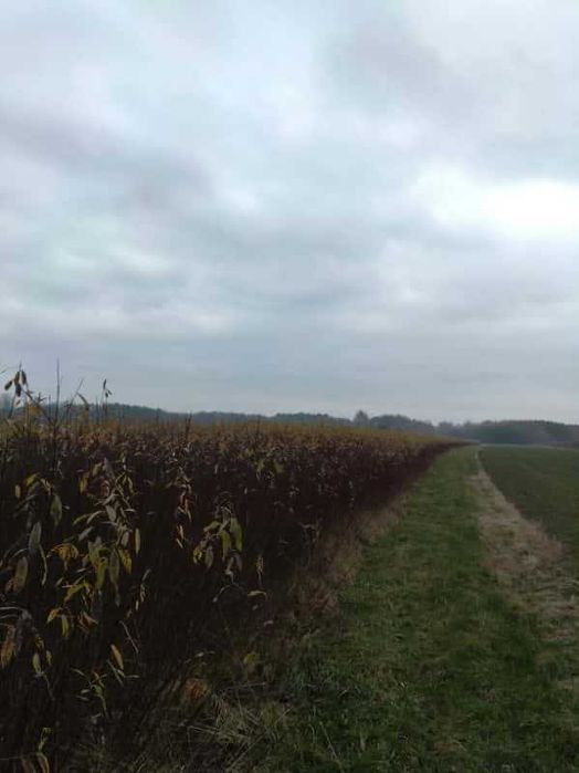 Wiklina zielona Kamień, wysoka idealna na płoty.